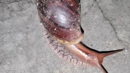 Eat salt! African giant snail!