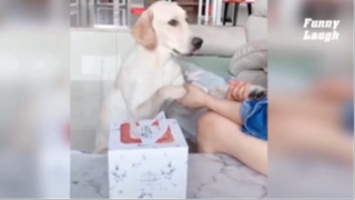 FL28 - giải trí cùng chó mèo thú vị