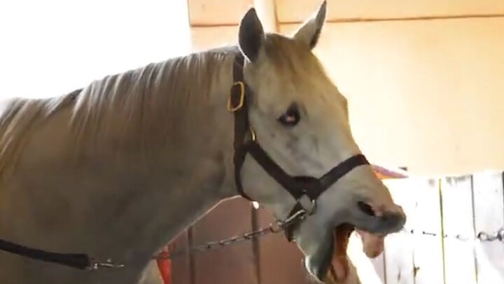 I love horses! ! ! ! !