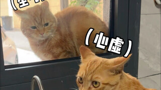 Phiên bản đời thực của "Mèo Hồ Hoán Thái Tử" đã xuất hiện rồi...