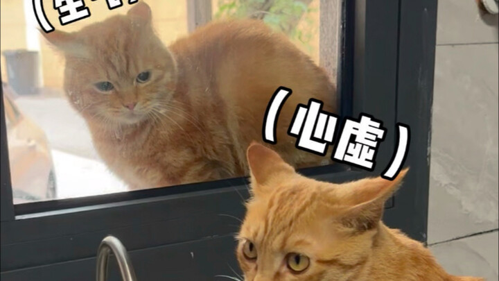 现实版狸猫换太子来了…