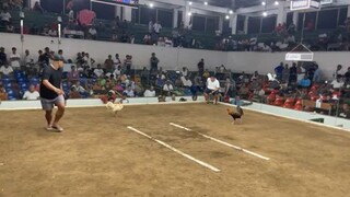 ARGEM COL.2HITS  1ST FYT WIN