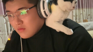 不贴贴时候的日常