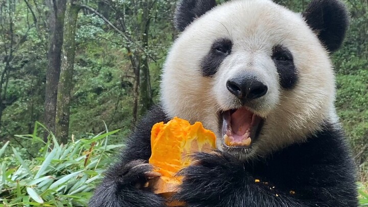 Pumpkin Princess, worthy of the name