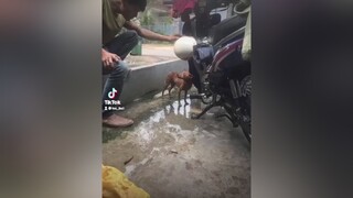 -  ( CHÓ KHÓC)—“TÁNH LINH NGƯỜI VẬT CŨNG ĐỒNG -TUY KO BIẾT NÓI MÀ LÒNG BIẾT NGHE”. ☹️ chó  chó_cưng chócon dongvat  chohoang ONhaGiaiTri