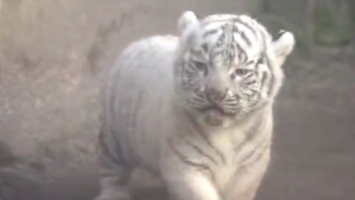 Two-headed white tiger cub meets tourists for the first time