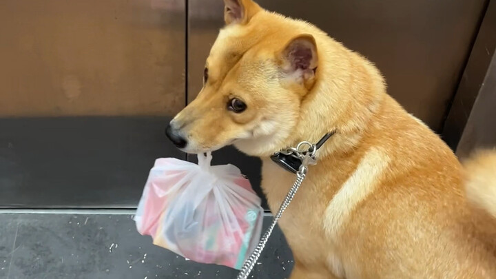 Which dog could possibly resist a “clacking” compliment delivered with maximum enthusiasm?