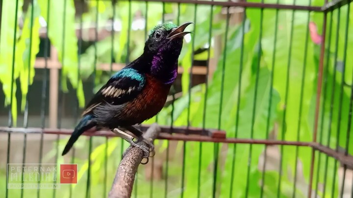 Masteran Konin Jernih Bersih FULL TEMBAKAN mewah cocok buat MASTERAN burung SULTAN JUARA
