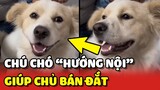 Chú chó "HƯỚNG NỘI" giúp cô chủ BUÔN MAY BÁN ĐẮT 🥰 | Yêu Lu