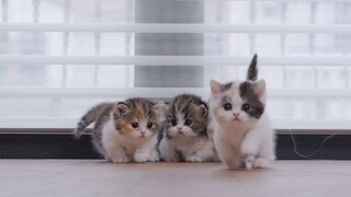 Rùa và Thỏ, nhưng là phiên bản của Thỏ Bantam~