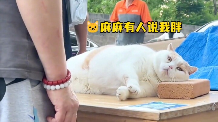 “Mimi si babi yang gemuk sampai seperti tabung gas, tidak ada satu pun butir makanan kucing yang dim