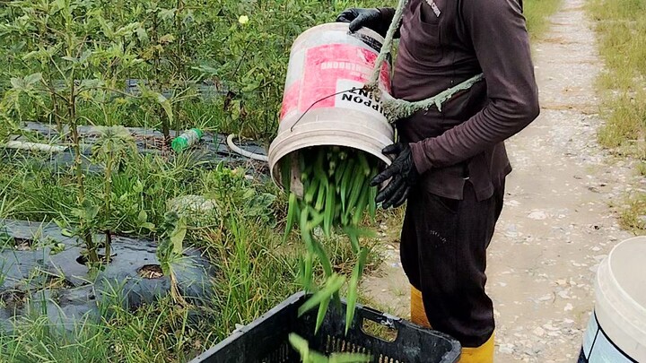 Agro Farm