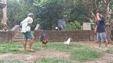 Zamboanga White Brood Cock VS McLean Yellow Leg Hatch