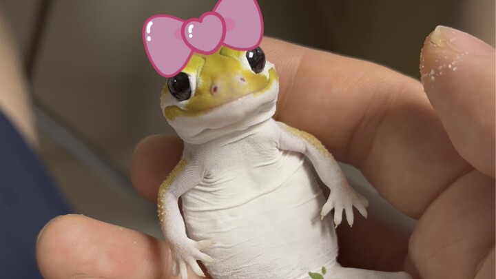 Pikachu's wife—pickup truck!