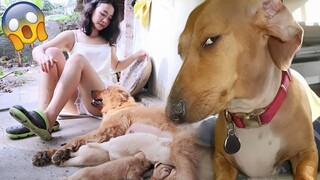 Funniest Animals Video - Funny Dogs And Cats - Try Not To Laugh Animals 2022