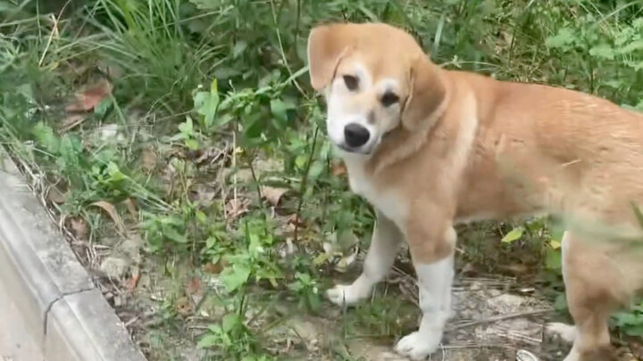 ต้องใช้เวลานานแค่ไหนถึงจะเป็นเพื่อนสนิทกับลูกสุนัขแปลกหน้าได้?