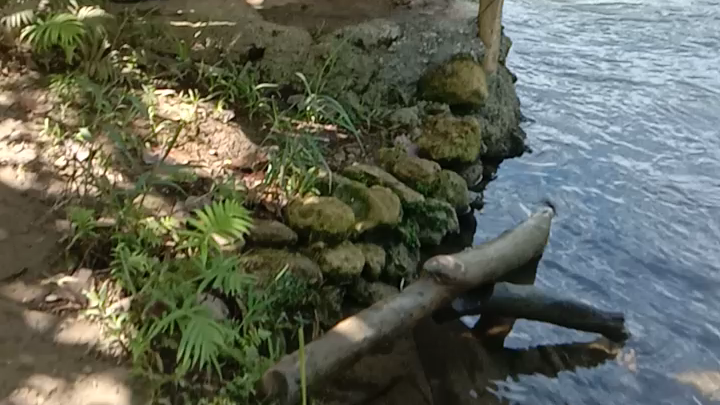 fish pond side of cold river