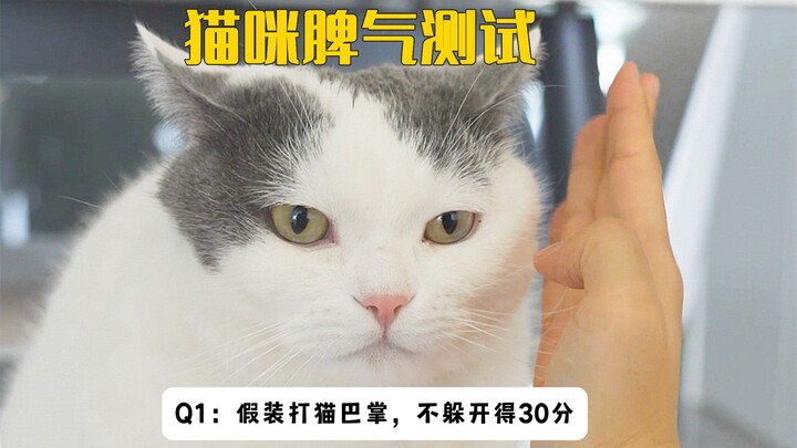 Trắc nghiệm tính khí của 5 chú mèo, xong rồi! Con cuối cùng đúng là tiểu ma vương!