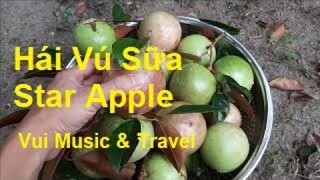 Đi Hái Vú Sữa - Star Apple Fruit Xuân 2022 | Vui Music & Travel