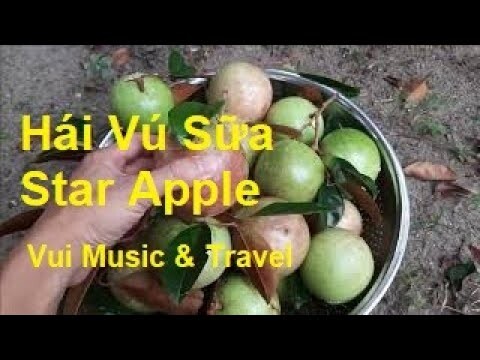 Đi Hái Vú Sữa - Star Apple Fruit Xuân 2022 | Vui Music & Travel