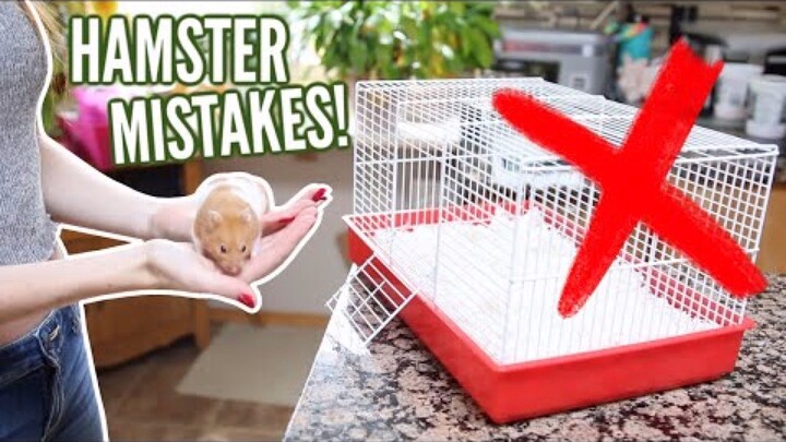 [Victoria] Enam Kesalahan Umum dalam Merawat Hamster, Coba Cek Apakah Kamu Juga Melakukannya!