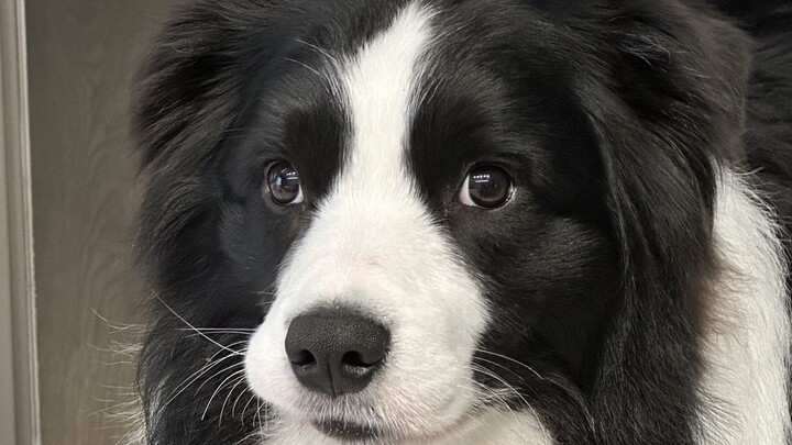 ออกไปเที่ยว vs กินขนม… น้องหมาก็ยังต้องลังเลจนสมองวุ่นวายเลย!