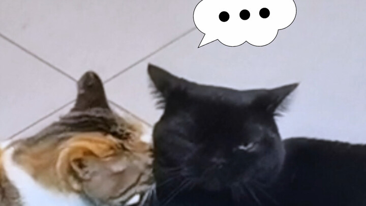 How My Other Cats React When a Stray Cat Shows Up at Home!