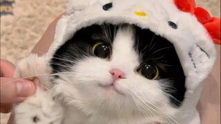 “分享给最可爱的人叭~”