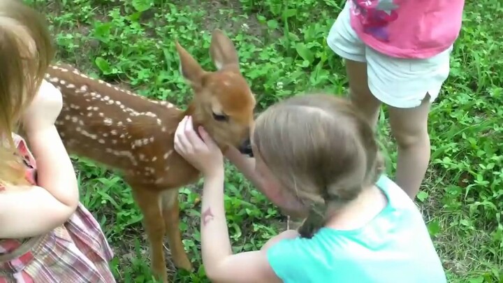 The fawn came out of the forest and saw humans for the first time