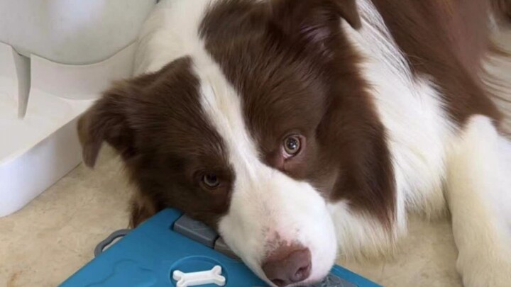 I thought I was playing with the dog, but the dog thought it was playing with me.