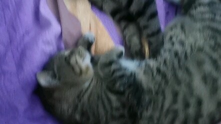 Thường ngày “khiêu khích chia rẽ”