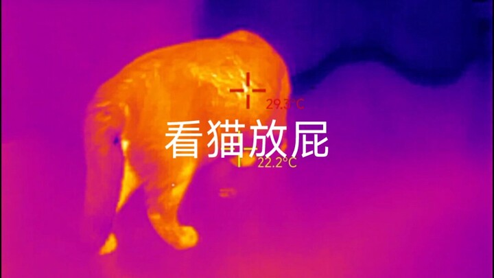 ใช้กล้องถ่ายภาพความร้อนดูหน่อย สุนัขตัวเล็กแอบตดหรือเปล่า?