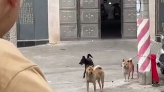 Anjing tersebut meraih juara kedua dalam kompetisi menggonggong anjing.