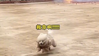 Dog's bad luck moment