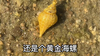 难道真错过海螺姑娘了吗？
