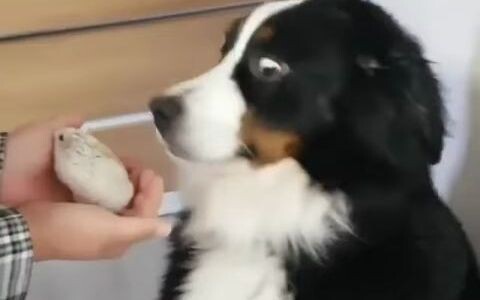 Tiểu Bác sợ chuột hamster