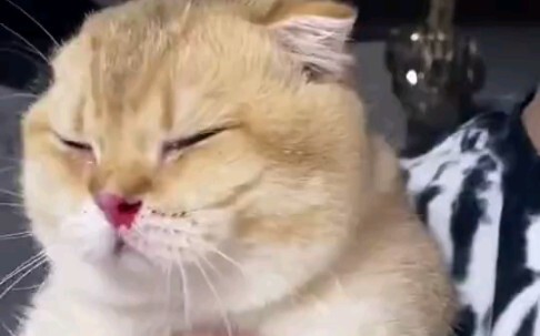 Kalian pernah lihat kucing yang berkelahi sampai hidungnya berdarah?!