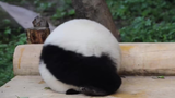 可爱的熊猫用“滚”，来吸引保姆的注意(爽爽！)