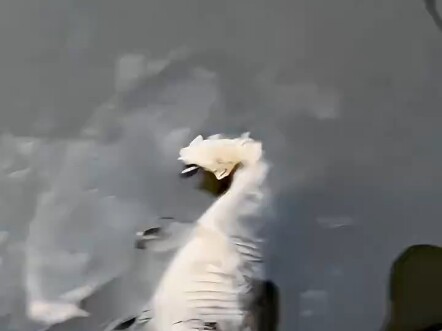 “ปลา: กินทุกอย่าง ยกเว้นเหยื่อ”