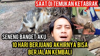 Subhan Allah Kucing Kembang Telon Lumpuh Ketabrak Akhirnya Sembuh Dan Bisa Berjalan Kembali..!