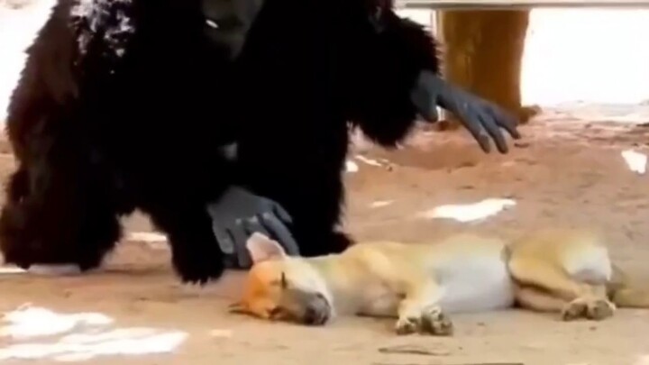 ใส่ชุดคนเถื่อนแล้วทำให้หมากลัว