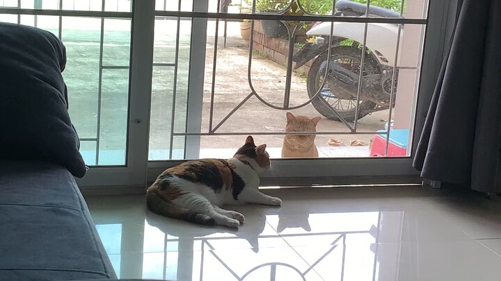 กักขังฉันเถิด แต่กักหัวใจไม่ได้