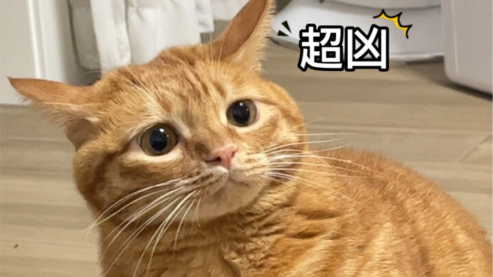 I’ve locked eyes with this cat—I’m totally out of my league!