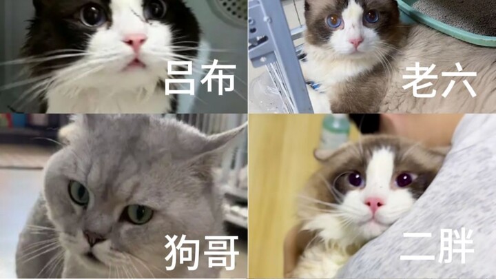 Xiaofeng’s Ragdoll Cat: The Ultimate Comprehensive Analysis
