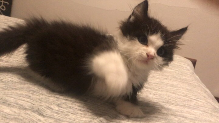 Hồi nhỏ vừa bú sữa vừa hung dữ