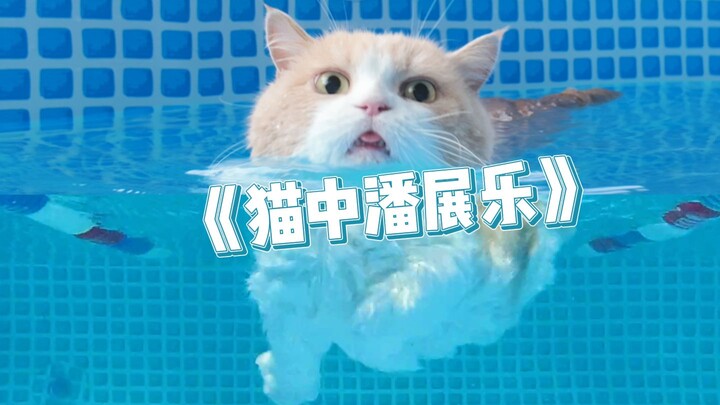 Ya ampun! Kucing berkaki pendek kok bisa berenang sehebat ini???