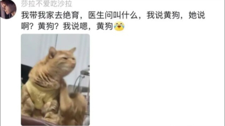 Hahaha, the pet world has its own Wei Yimin 😂