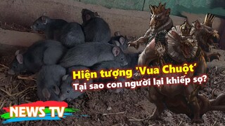 Hiện tượng 'Vua Chuột' là gì mà nhiều người khiếp sợ?