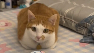 猫：人买回来一直响怎么办