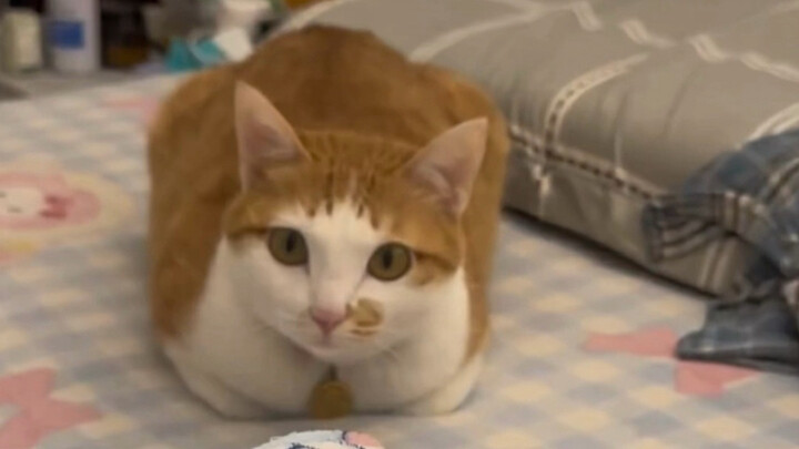 แมว: ทำยังไงดี เมื่อคนซื้อกลับมาแล้วมันก็ร้องไม่หยุดเลย